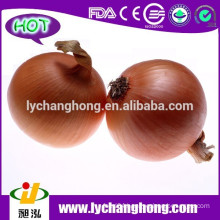 Yellow Onion Exporters in China